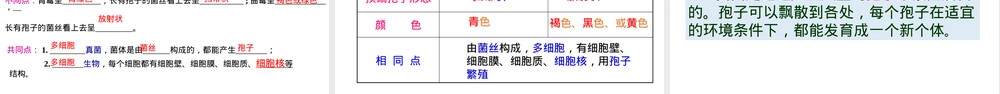 第四章第三节真菌教学PPT课件人教版.pptx