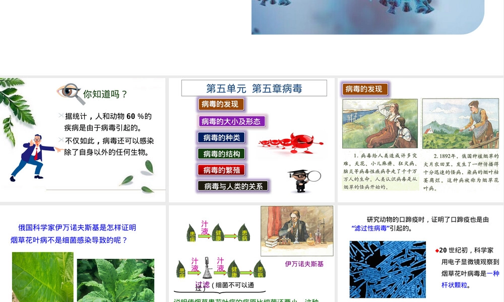 病毒人教版八年级生物上册教学PPT课件 副本1.pptx