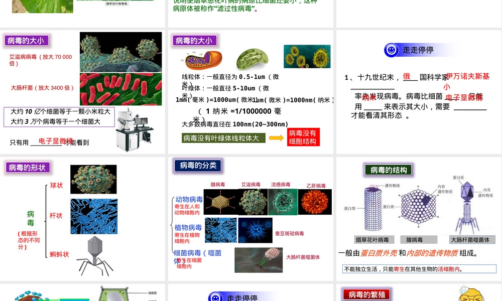 病毒人教版八年级生物上册教学PPT课件 副本1.pptx