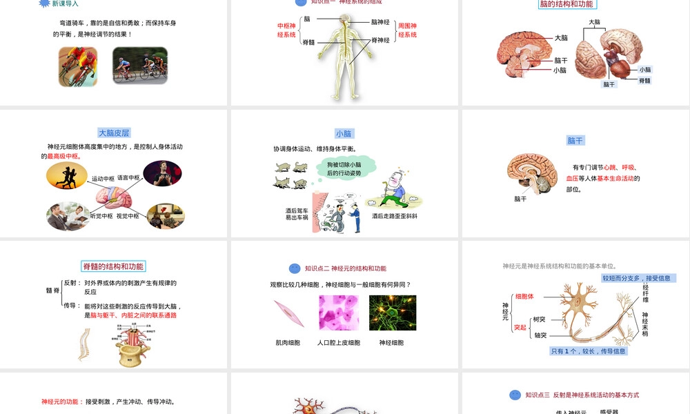 北师大版七年级下册人体的自我调节教学PPT课件.ppt