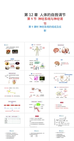 北师大版七年级下册人体的自我调节教学PPT课件.ppt