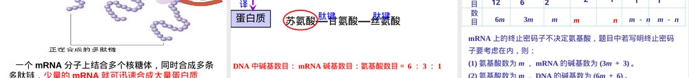 基因的表达翻译教学PPT课件.ppt