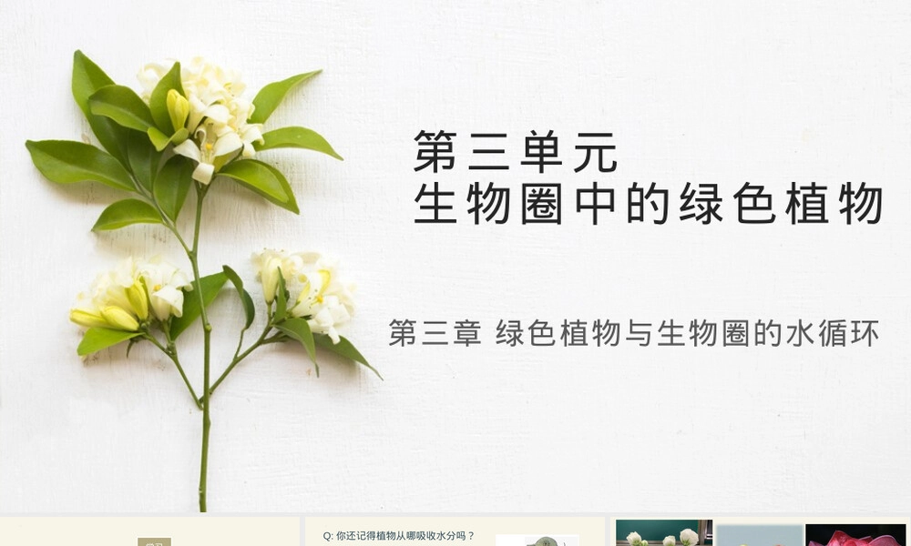 绿色植物与生物圈的水循环七年级生物PPT课件人教版.pptx