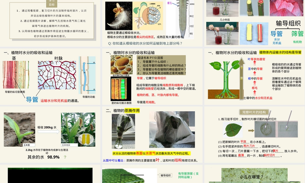 绿色植物与生物圈的水循环七年级生物PPT课件人教版.pptx