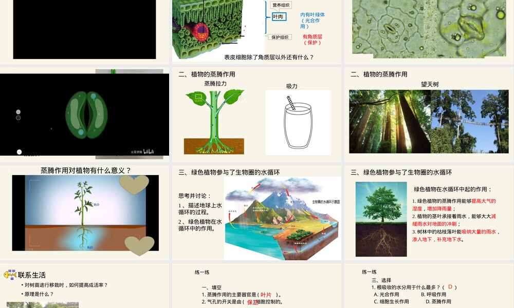 绿色植物与生物圈的水循环七年级生物PPT课件人教版.pptx