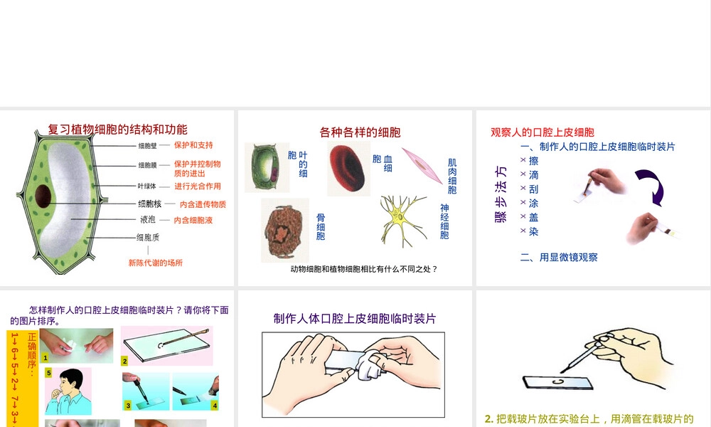 人教版七年级生物上册动物细胞教学PPT课件.ppt