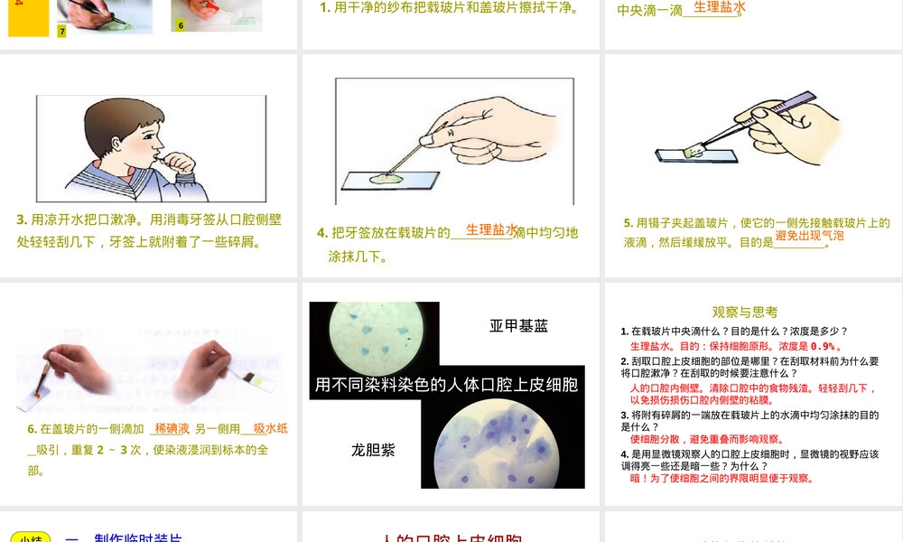 人教版七年级生物上册动物细胞教学PPT课件.ppt