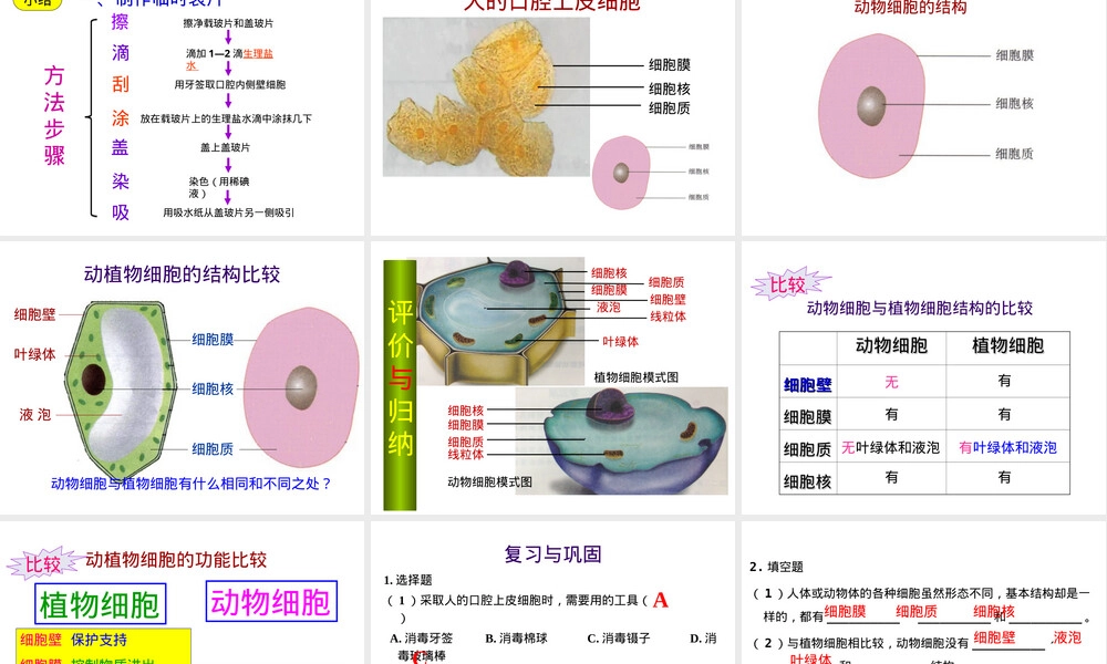 人教版七年级生物上册动物细胞教学PPT课件.ppt