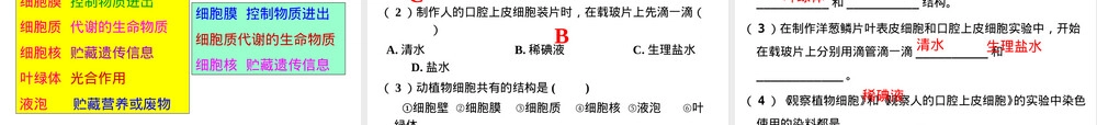 人教版七年级生物上册动物细胞教学PPT课件.ppt