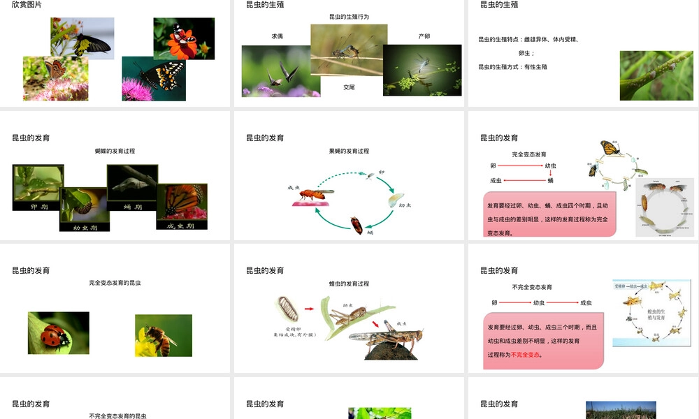 人教济南版八年级生物动物的生殖和发育教学PPT课件.pptx