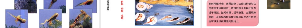 人教济南版八年级生物动物的生殖和发育教学PPT课件.pptx