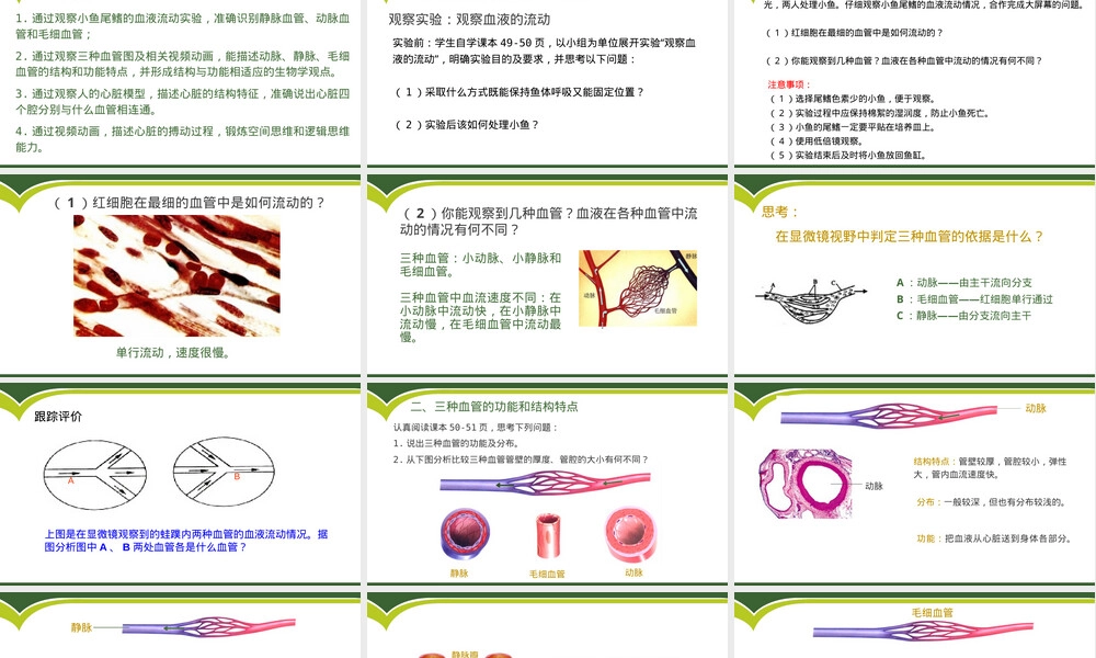 物质运输的器官七年级生物教学PPT课件.pptx