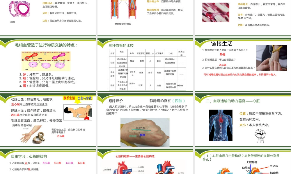 物质运输的器官七年级生物教学PPT课件.pptx