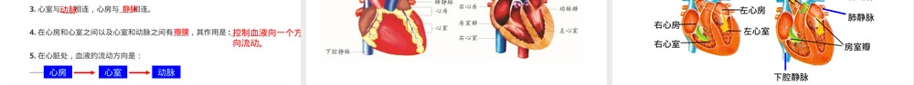 物质运输的器官七年级生物教学PPT课件.pptx