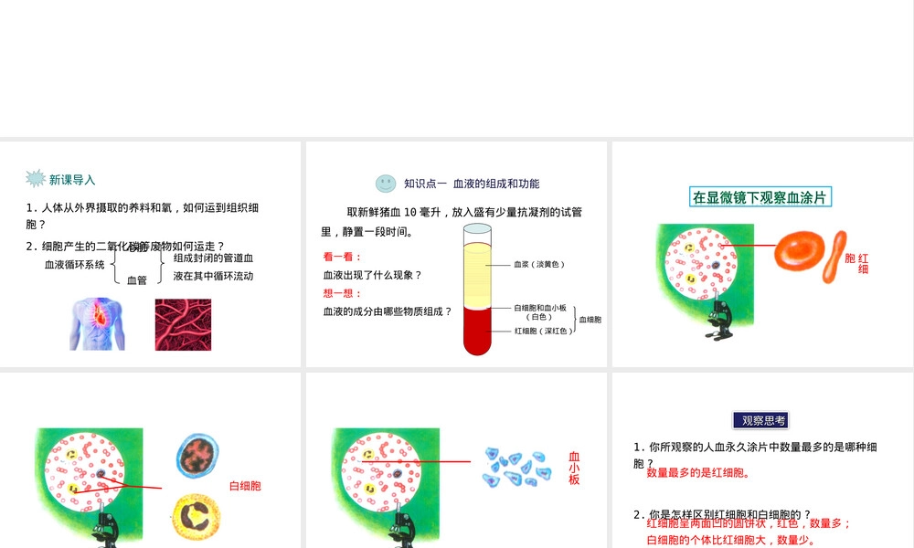 苏教版七年级生物人体内物质运输与能量供给PPT课件.ppt