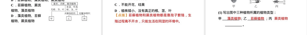 人教版七年级生物绿色植物种类练习题PPT课件.ppt