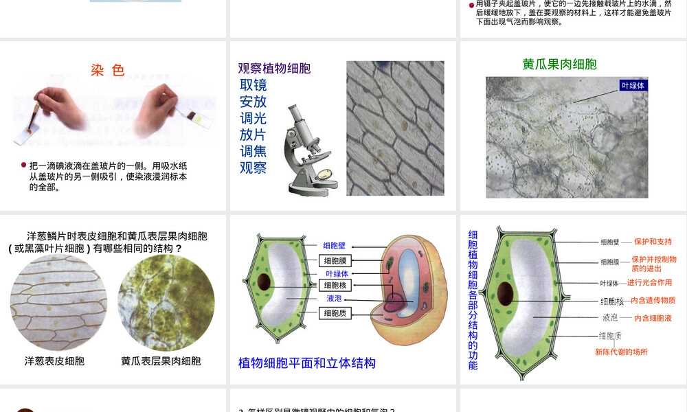 人教版七年级生物上册练习使用显微镜教学PPT课件.pptx