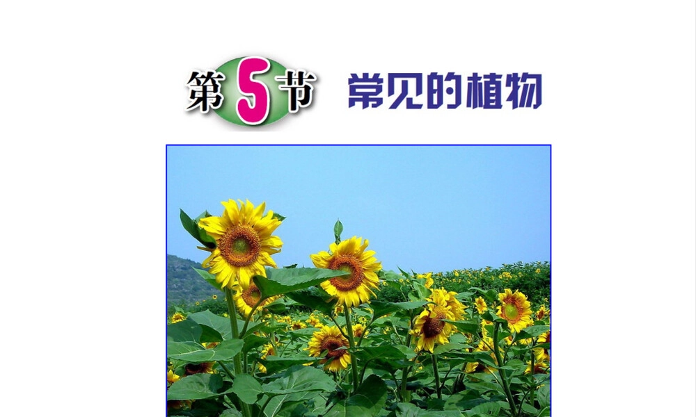 浙教版科学七年级上册常见的植物PPT课件.pptx