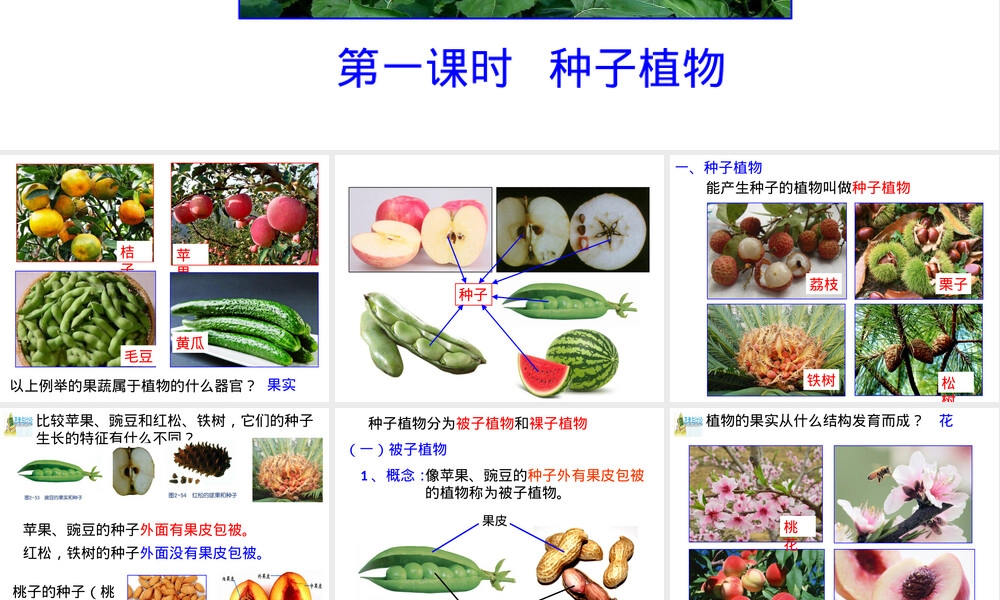 浙教版科学七年级上册常见的植物PPT课件.pptx