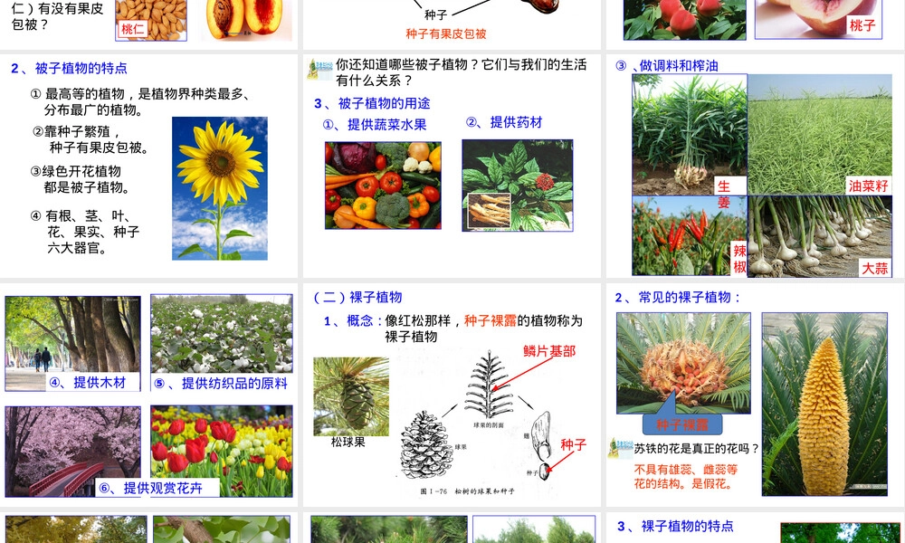 浙教版科学七年级上册常见的植物PPT课件.pptx