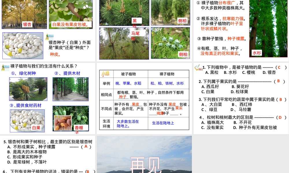 浙教版科学七年级上册常见的植物PPT课件.pptx