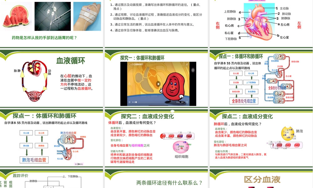 物质运输的途径七年级生物PPT课件.pptx