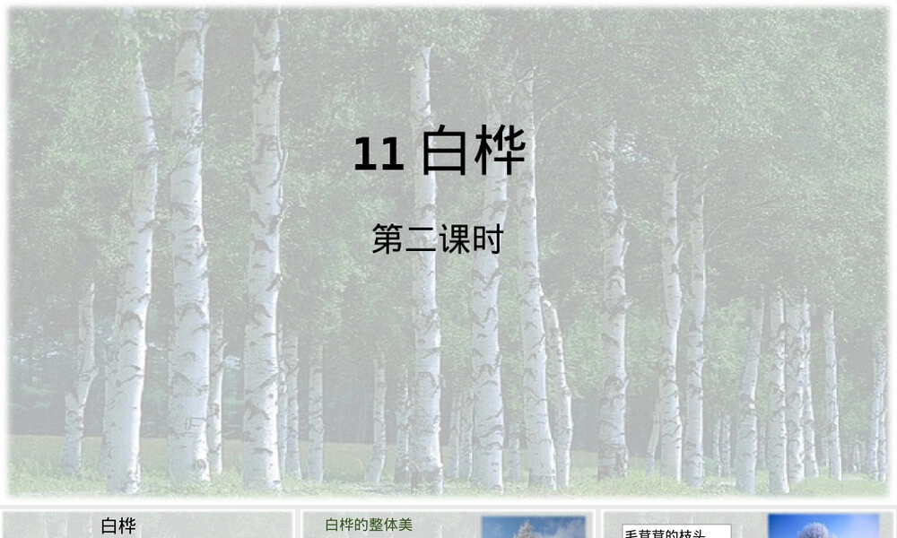 四年级语文下册白桦树第二课时教学PPT课件.pptx