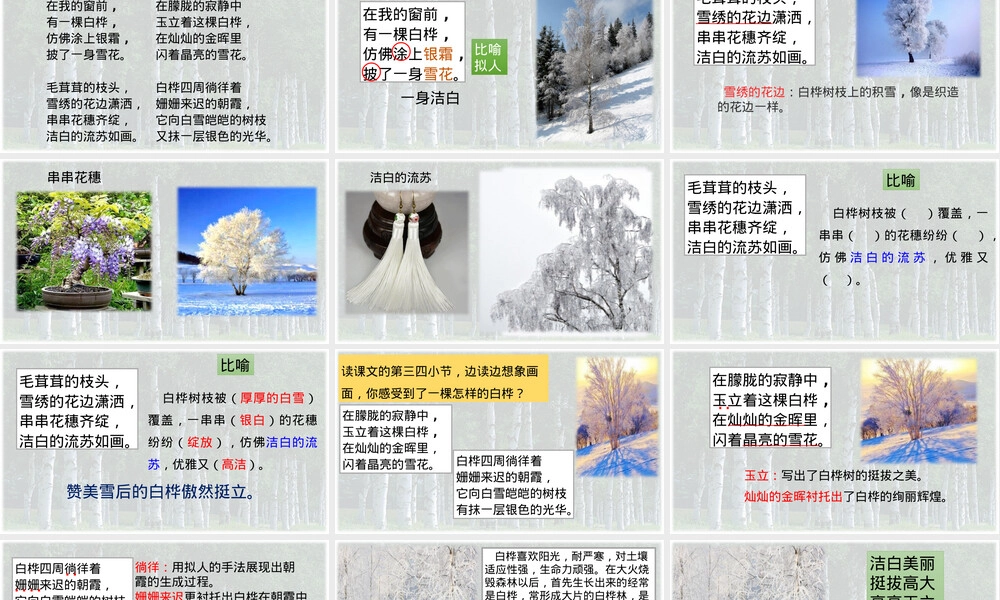 四年级语文下册白桦树第二课时教学PPT课件.pptx