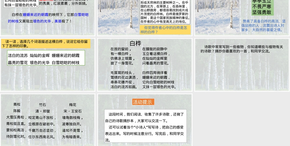 四年级语文下册白桦树第二课时教学PPT课件.pptx